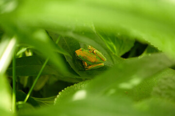 A small green tree frog.