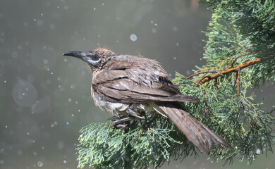 Little Friar Bird showering in a sprinkler perched in pine tree surrounded by water droplets