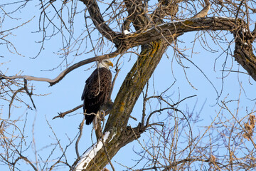 Bald eagle sitting on a tree on the shores of Lake Michigan