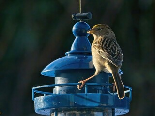 House sparrow (passer domesticus) eating seeds on a feeder 