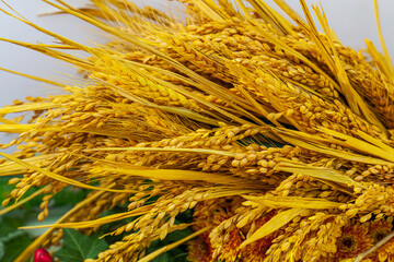 Grain Field. Golden grain background.