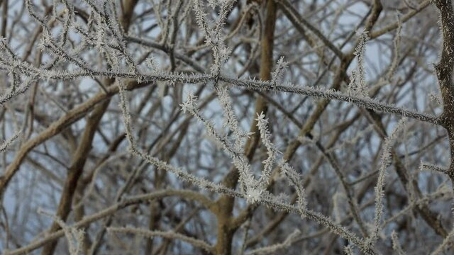 針状の氷がたくさんついた樹霜　冬　樹木　着氷　自然現象