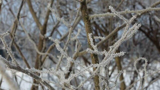 針状の氷がたくさんついた樹霜　冬　樹木　着氷　自然現象
