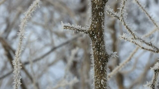 針状の氷がたくさんついた樹霜　冬　樹木　着氷　自然現象