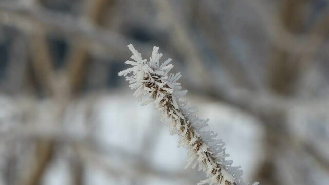 針状の氷がたくさんついた樹霜　冬　樹木　着氷　自然現象