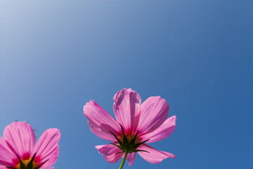 Royal Blue Art Minimalist Nature Photography White Flower