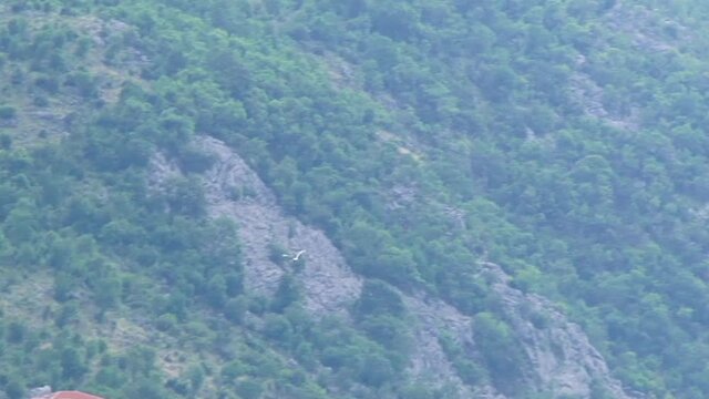 The sea gull flies. Mountain trees and rocks in back.