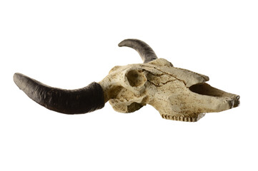 Fototapeta premium Rams Head Skull