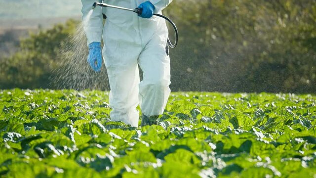 The Farmer Fumigates in a Protective Suit and Respirator. A Man Sprays Toxic Pesticides, Pesticides, Insecticides on Agricultural Fields. Spraying Fertilizers on Cabbage Plantations. Agribusiness.
