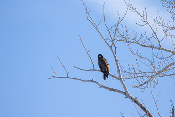 Hawk in Bozeman Montana, Birds of Montana