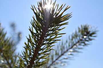 Pine
tree