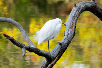 Snowy Egret at sunset on still waters