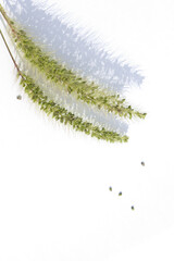Ear of green foxtail grass, green bristlegrass, or wild foxtail millet isolated on white background. Setaria viridis