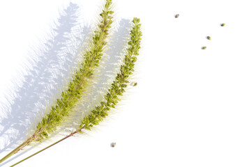 Ear of green foxtail grass, green bristlegrass, or wild foxtail millet isolated on white background. Setaria viridis