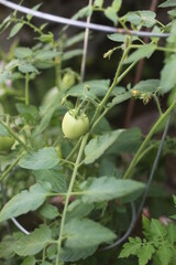 green TOMATOES  growing in a garden