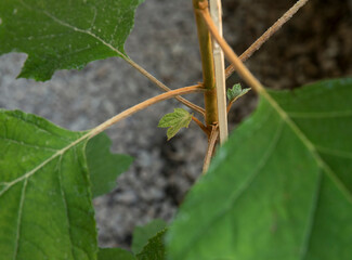 Natural concept. Closeup view of Hydrangea quercifolia, also known as oak leaf hydrangea, new leaves sprout and beautiful foliage.