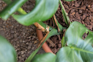 Garden decoration and landscaping. Overhead closeup view of a Monstera deliciosa green stem and leaves with ornamental holes, growing in a pot. 