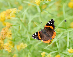 Closeup of a Red Admiral Butterfly (Vanessa atalanta) flying on a burr background of green and yellow flowers. Copy space..   Blue Hill, Coastal Maine, USA..