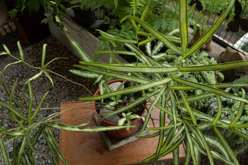 Exotic ferns. Closeup view of a Pteris cretica Albolineata, also known as White Striped Cretan Brake, beautiful fronds and leaves foliage, growing in a pot in the urban garden.