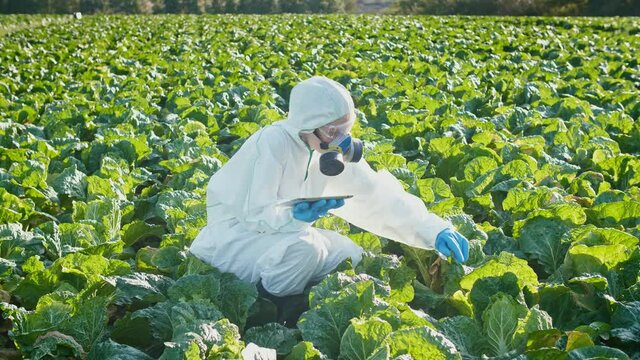 A Female Farmer Agronomist in a Protective Suit with a Respirator on her Face uses Modern Technologies to Monitor and Analyze Crops in Agricultural Fields. Organic Ecological Farming. Farming Concept.