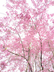 cherry blossoms