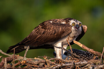 Osprey