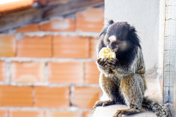 Macaco não, mico. Na minha Janela, comendo a minha banana.    Modelo natural da natureza