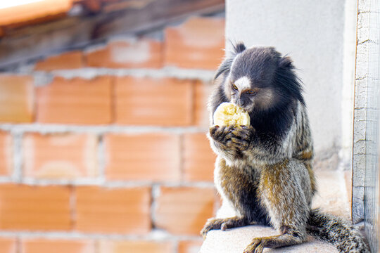 Macaco n&atilde;o, mico. Na minha Janela, comendo a minha banana.    Modelo natural da natureza