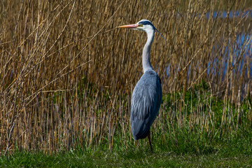 Graureiher (Ardea cinerea)