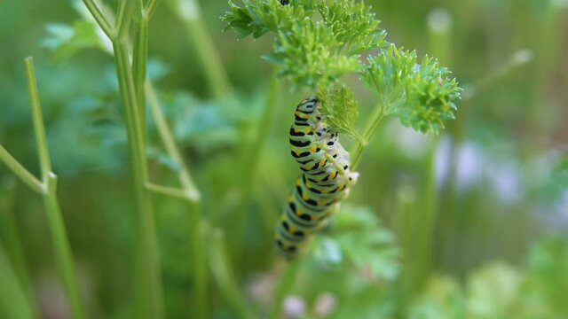 Close-up shot of a green caterpillar devouring parsley