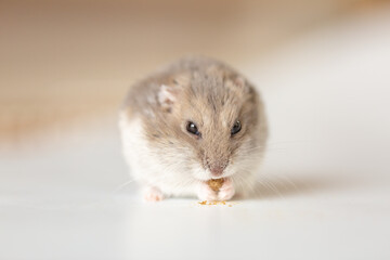 えさを食べるハムスター