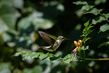 Hummingbird