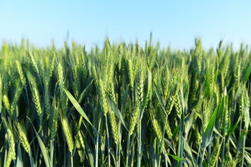 Wheat in the fields, green