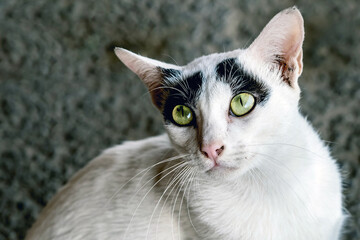 The abandoned stray black and white cat was staring curious and careful. Green eyes of black and white cat looks up at camera. Close up portrait. Cute cat lying down and lifting head to look up.