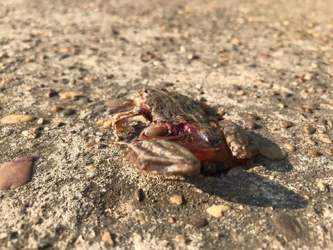 Photo of a frog being crushed on the road to death.