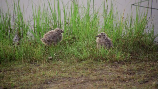 Seagull chicks sit by pond
