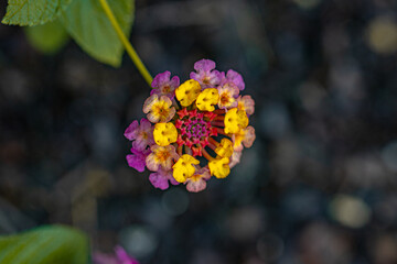 macro flower in the garden