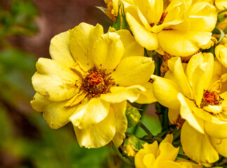 yellow flowers in the garden