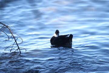 Duck & birds