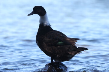Duck & birds