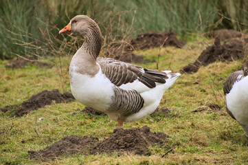 Toulouse geese resting on the ground.     Vancouver Zoo BC Canada
