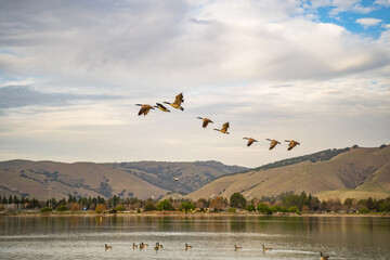 A flock of Canadian geese fly over Lake Elizabeth in Central Park, Fremont © Olga