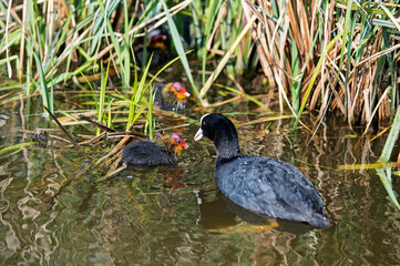Eurasion Coot Fulica Atra Feeding Its Chick, Rails Family Rallidae
