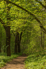 Fototapeta na wymiar Forest Path In May With Laubbume Trees