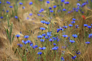 Cornflower