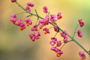 Spindle Tree