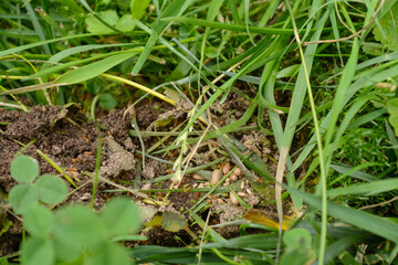 Red Ants And Anemis In A Nest In The Garden
