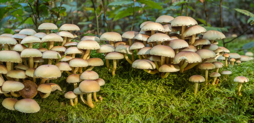 Honey fungus, Armillaria