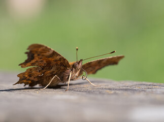 Comma, Polygonia c-album