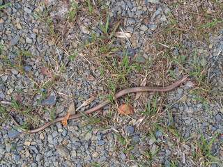 Slow worm, Anguis fragilis